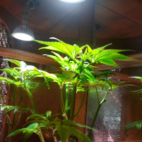 Unknown strain growlog timeline photo