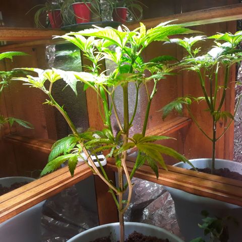 Unknown strain growlog timeline photo