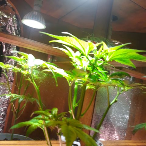 Unknown strain growlog timeline photo