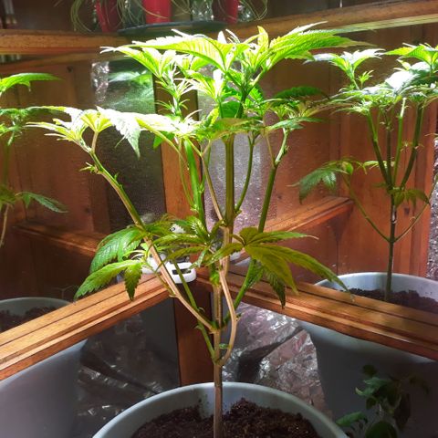 Unknown strain growlog timeline photo