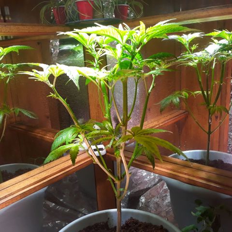 Unknown strain growlog timeline photo