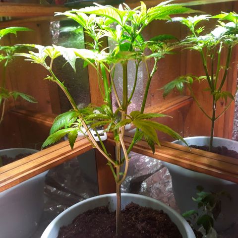 Unknown strain growlog timeline photo