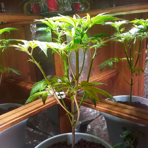 Unknown strain growlog timeline photo