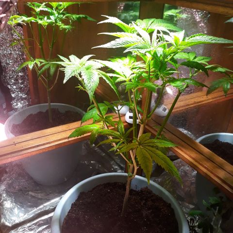 Unknown strain growlog timeline photo