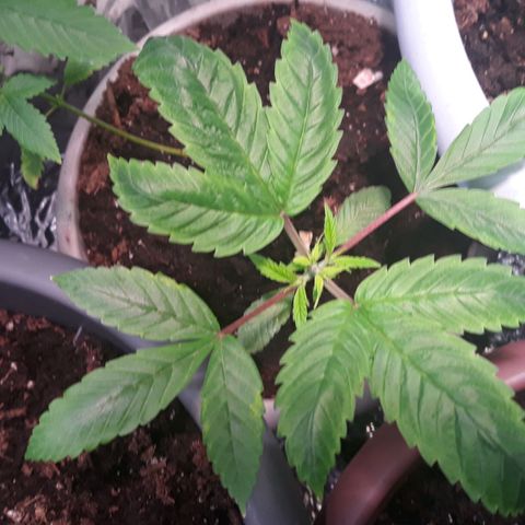 Unknown strain growlog timeline photo