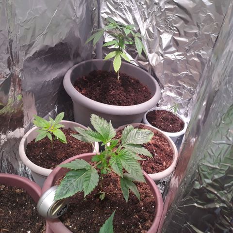 Unknown strain growlog timeline photo
