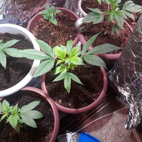 Unknown strain growlog timeline photo