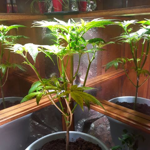 Unknown strain growlog timeline photo