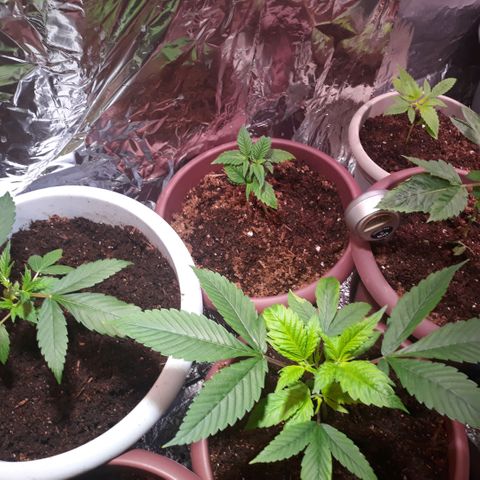 Unknown strain growlog timeline photo