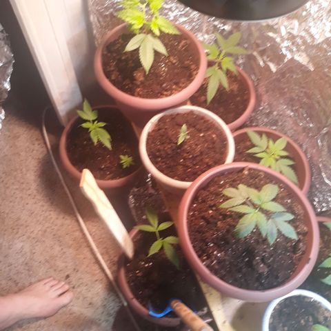 Unknown strain growlog timeline photo
