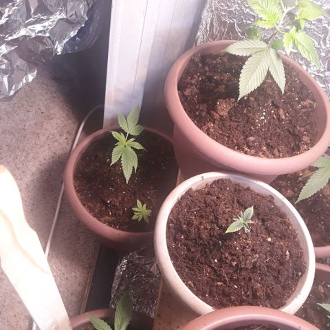 Unknown strain growlog timeline photo