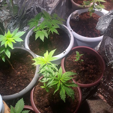 Unknown strain growlog timeline photo