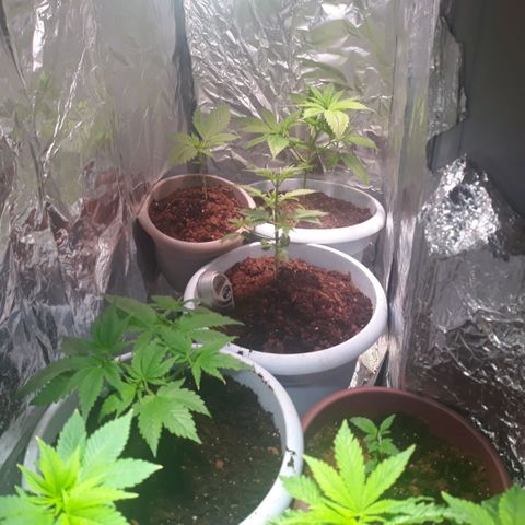 Unknown strain growlog timeline photo