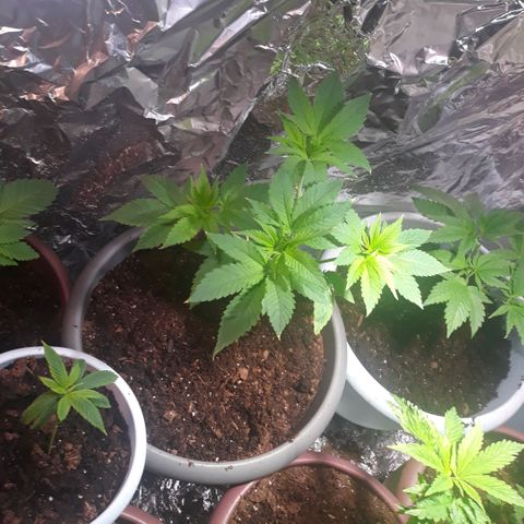 Unknown strain growlog timeline photo