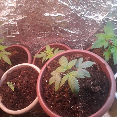 Unknown strain growlog timeline photo