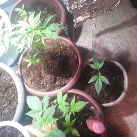Unknown strain growlog timeline photo