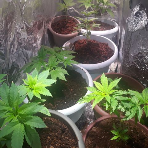 Unknown strain growlog timeline photo