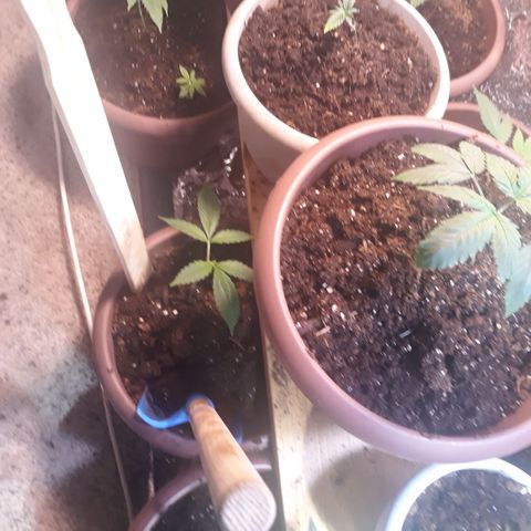 Unknown strain growlog timeline photo