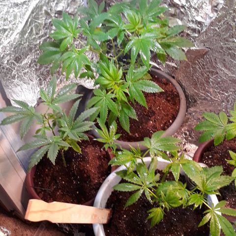 Unknown strain growlog timeline photo
