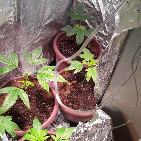 Unknown strain growlog timeline photo