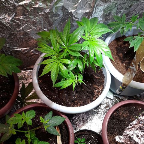 Unknown strain growlog timeline photo