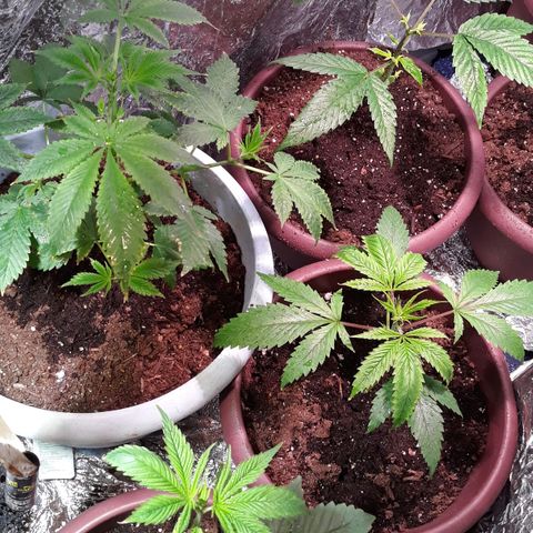Unknown strain growlog timeline photo