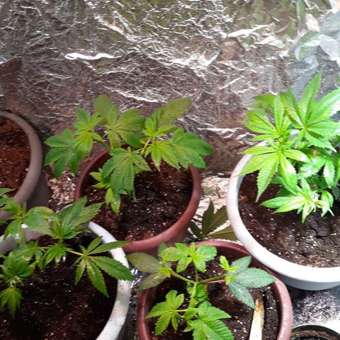Unknown strain growlog timeline photo