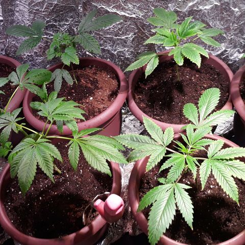 Unknown strain growlog photo: Trim and turn soils on the  25and26th