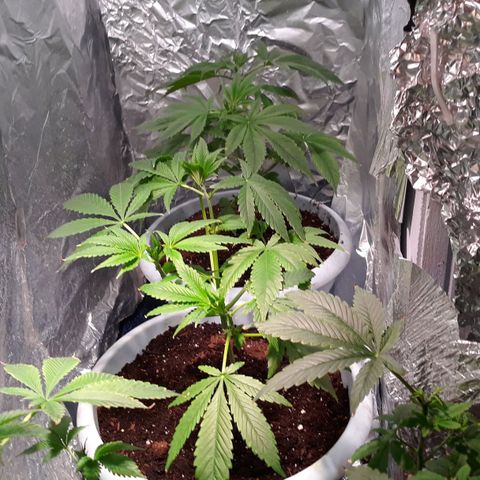 Unknown strain growlog photo: Trim and turn soils on the  25and26th