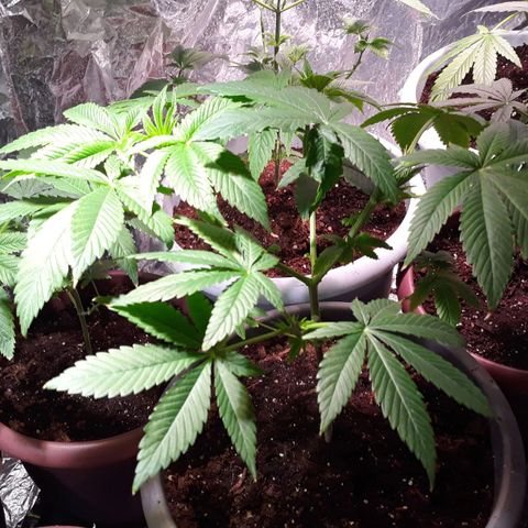 Unknown strain growlog photo: Trim and turn soils on the  25and26th