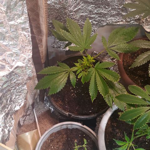 Unknown strain growlog timeline photo