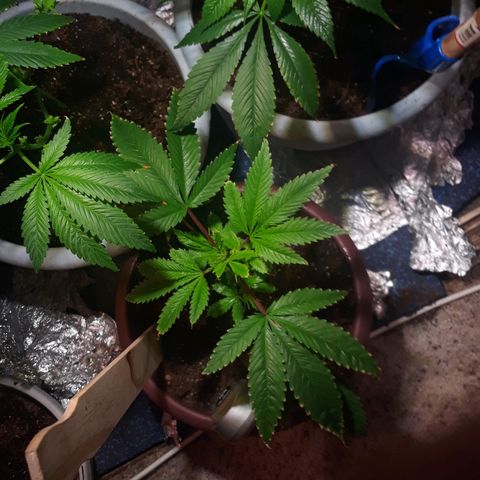 Unknown strain growlog timeline photo