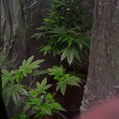 Unknown strain growlog timeline photo