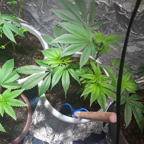 Unknown strain growlog timeline photo