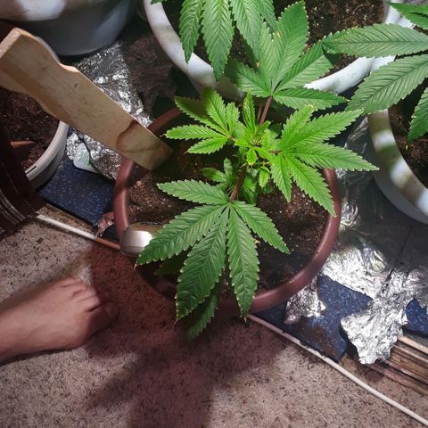 Unknown strain growlog timeline photo