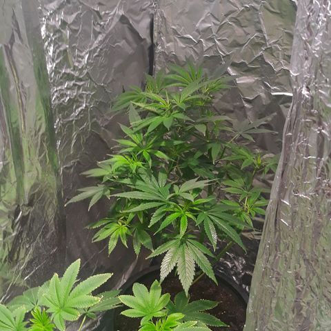 Unknown strain growlog timeline photo