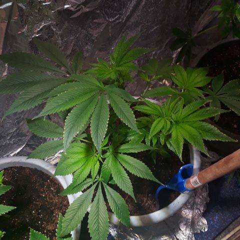 Unknown strain growlog timeline photo