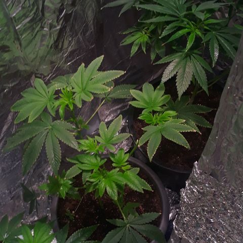 Unknown strain growlog timeline photo