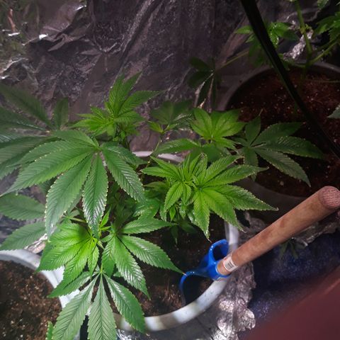 Unknown strain growlog timeline photo