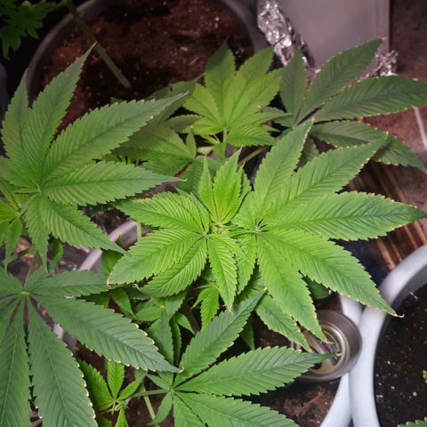 Unknown strain growlog timeline photo