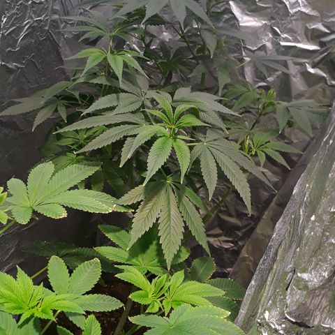Unknown strain growlog timeline photo