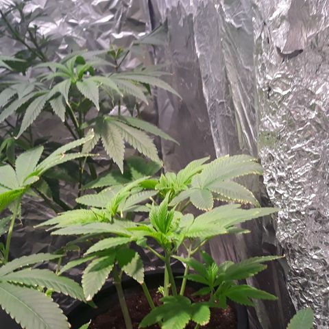 Unknown strain growlog timeline photo