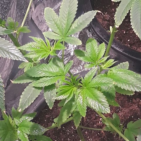 Unknown strain growlog timeline photo