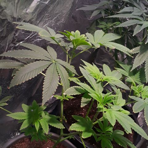 Unknown strain growlog timeline photo