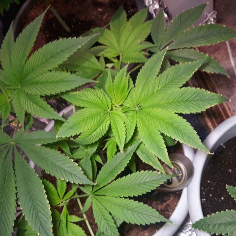 Unknown strain growlog timeline photo