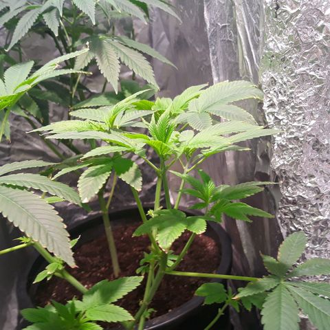 Unknown strain growlog timeline photo