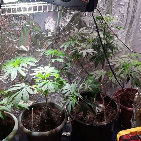 Unknown strain growlog timeline photo