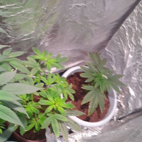 Unknown strain growlog timeline photo