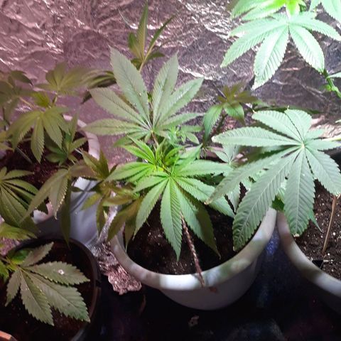 Unknown strain growlog timeline photo