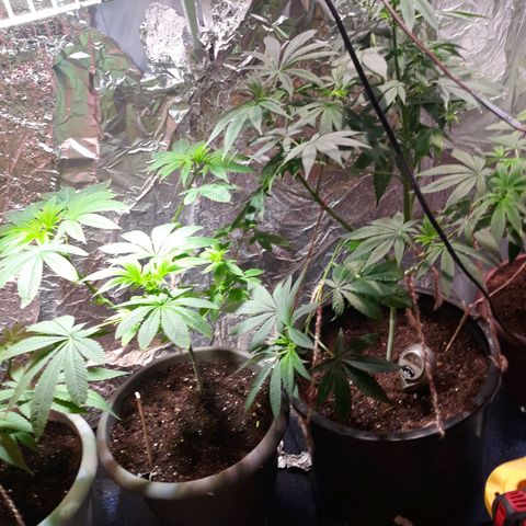 Unknown strain growlog timeline photo